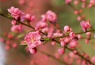 Hoạt động trải nghiện gói bánh chưng ngày tết của sinh viên Phân hiệu trường Đại học Tài nguyên và Môi trường Hà Nội tại tỉnh Thanh Hóa